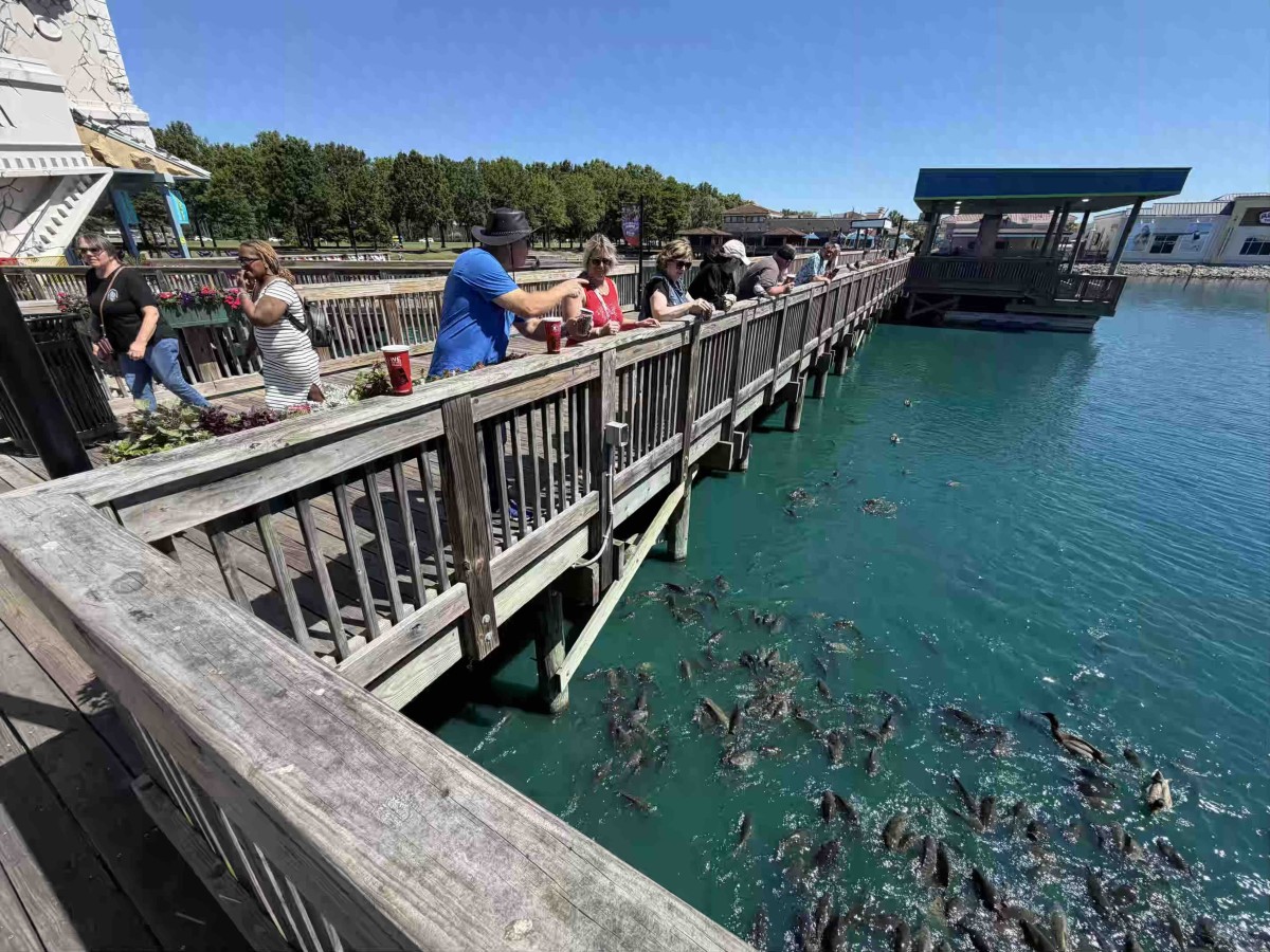 Feeding Fish.jpg